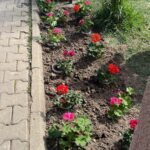 Săptamâna Verde (10)
